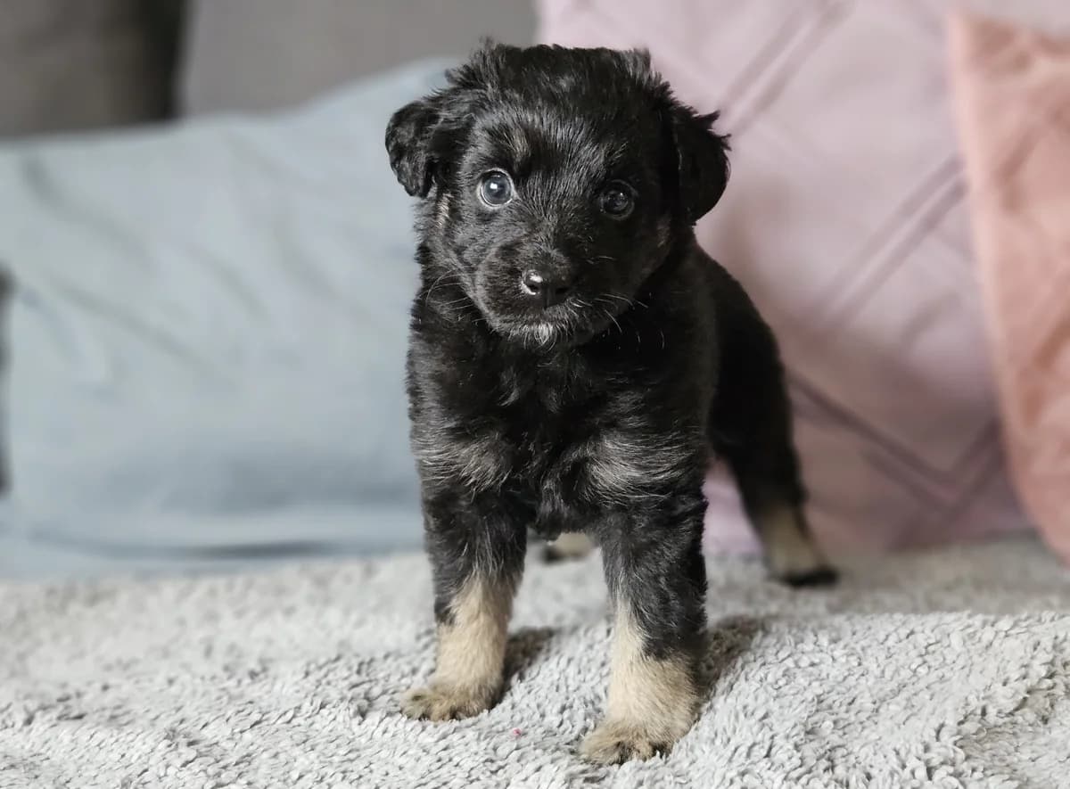 BALBINKA DT, puppy Mixed Breed for adoption at Schronisko Świdnica