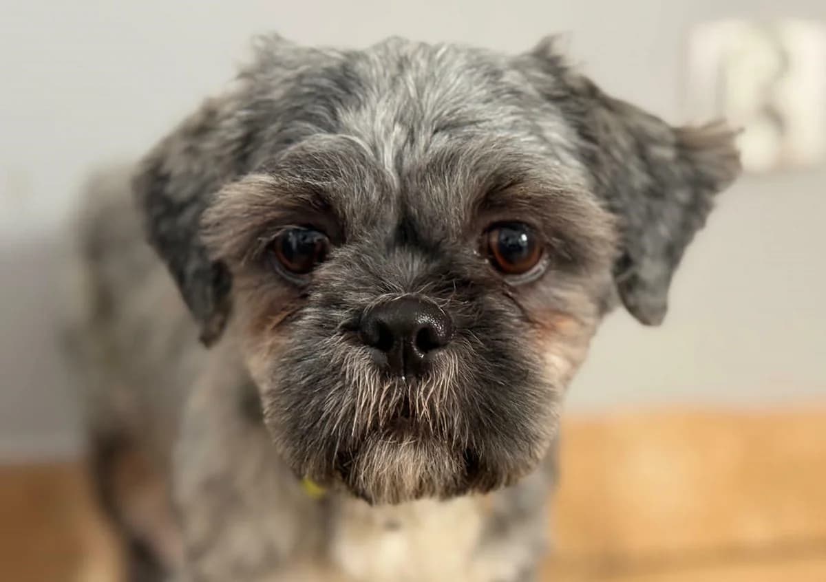 BEZIK, male 6yo Mixed Breed for adoption at Schronisko Świdnica