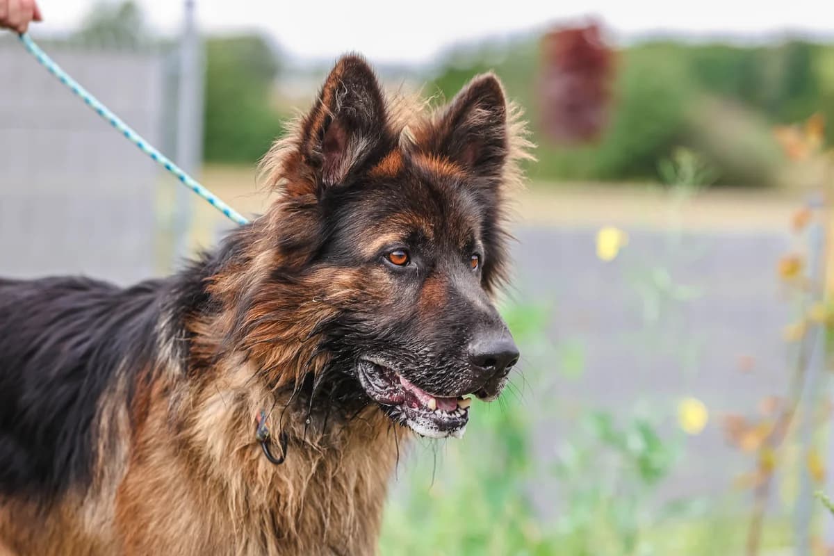 CEZAR, male 4yo Mixed Breed for adoption at Schronisko Świdnica
