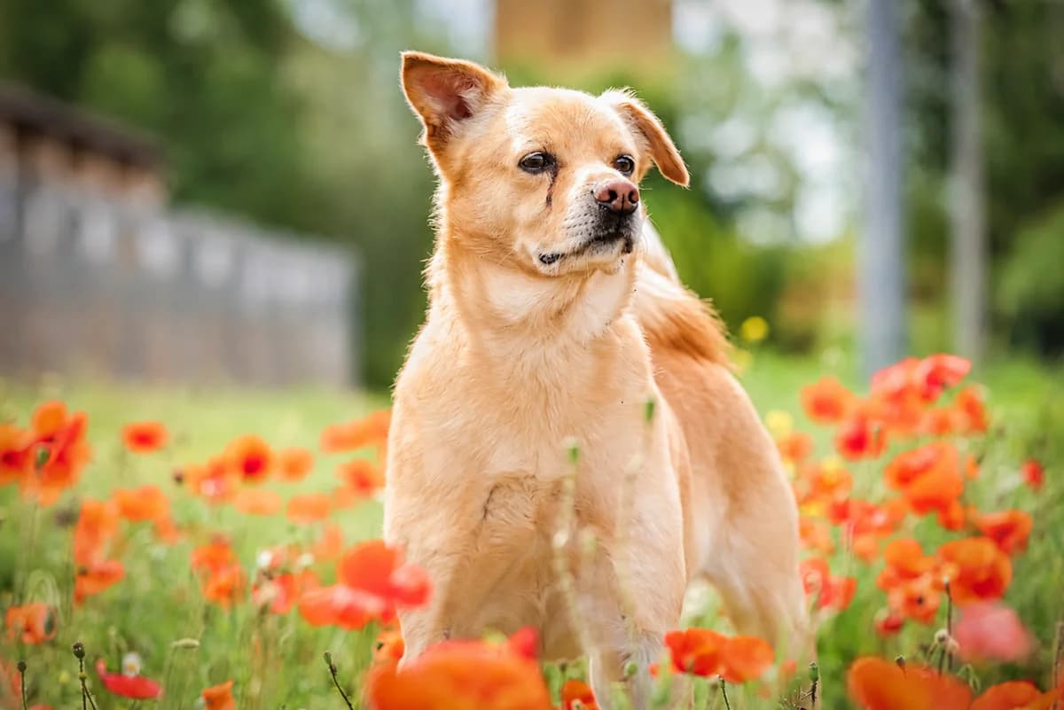 CZIKIT, male 7yo Mixed Breed for adoption at Schronisko Świdnica