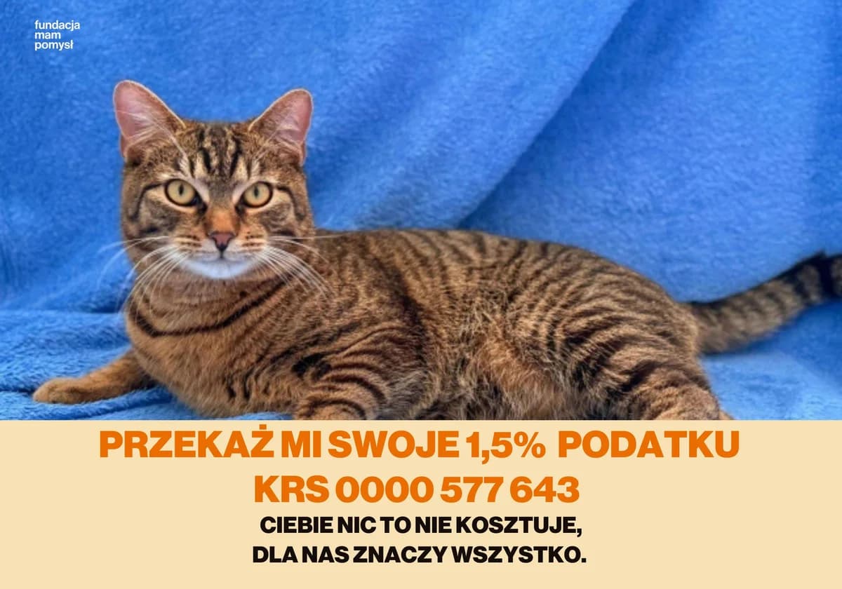 CZINO, 7yo Mixed Breed for adoption at Schronisko Świdnica