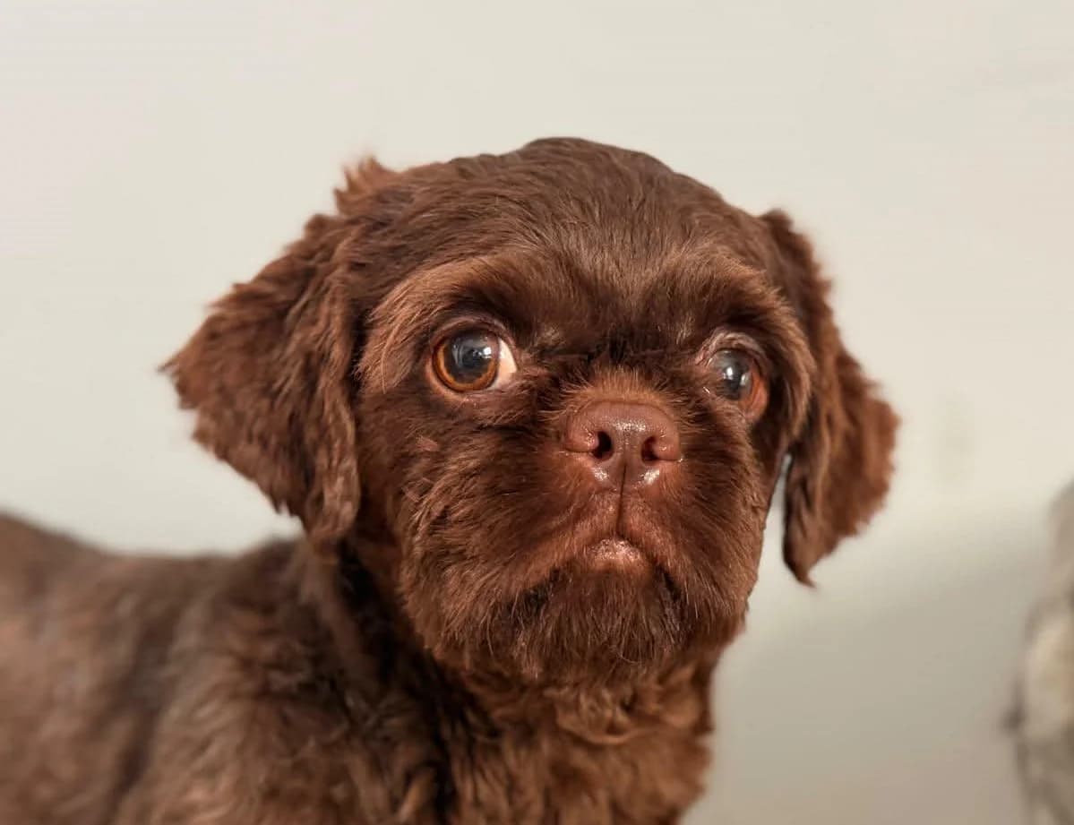 CZOKO, male 3yo Mixed Breed for adoption at Schronisko Świdnica