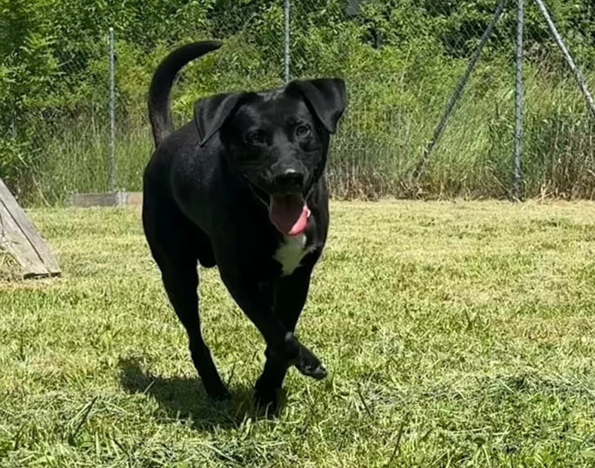 DIESEL, male 3yo Mixed Breed for adoption at Schronisko Świdnica