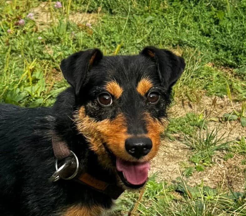 FIDO, male young Mixed Breed for adoption at Schronisko Świdnica