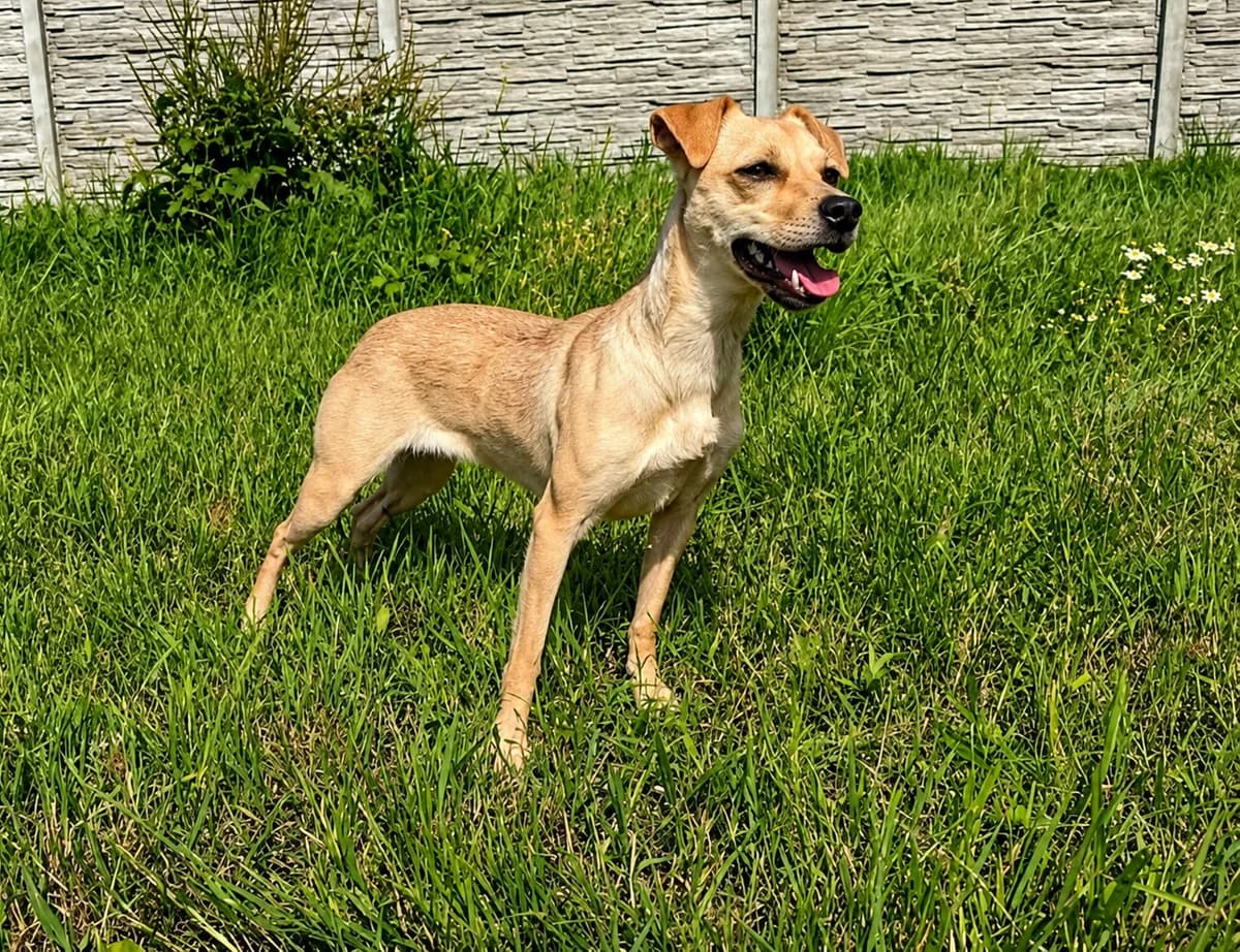 FOCZKA, young Mixed Breed for adoption at Schronisko Świdnica