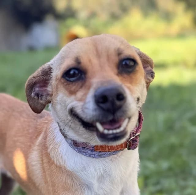 FRIDA, 7yo Mixed Breed for adoption at Schronisko Świdnica