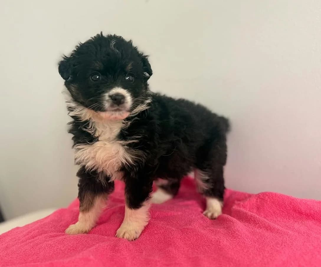 GWIAZDKA DT, puppy Mixed Breed for adoption at Schronisko Świdnica