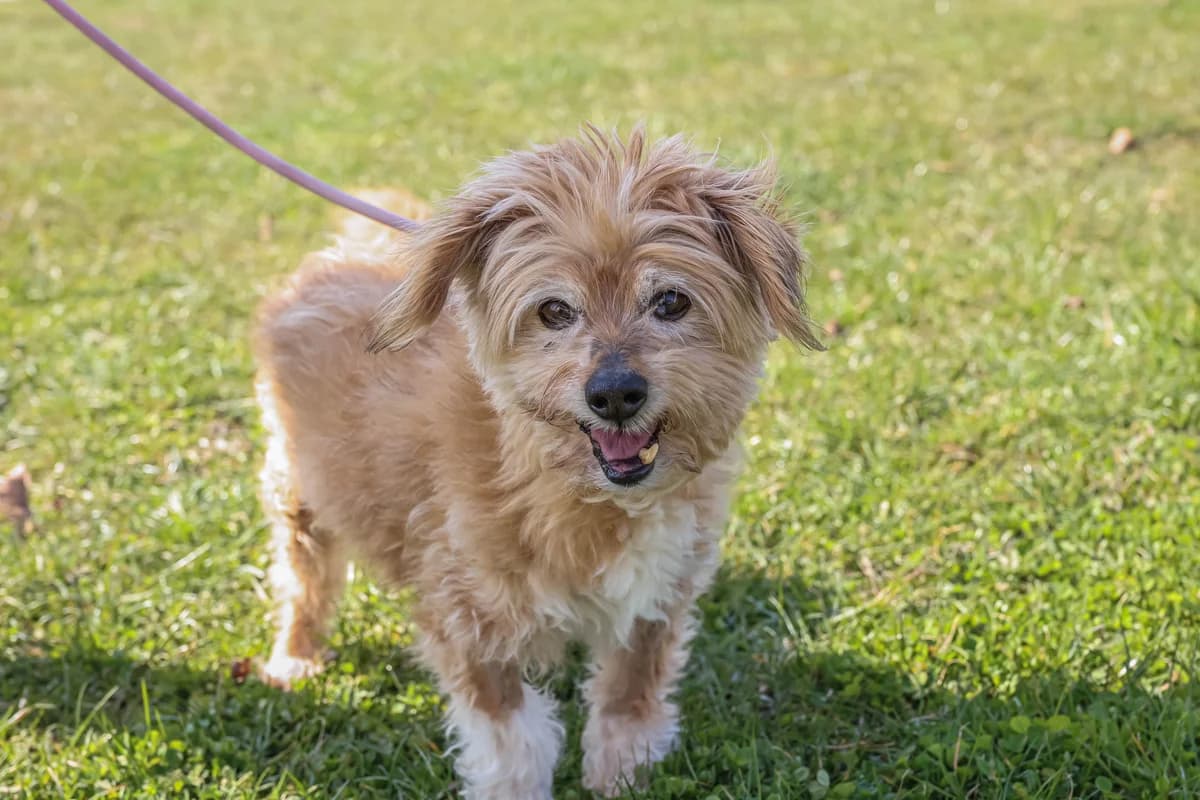 HERO, senior Mixed Breed for adoption at Schronisko Świdnica