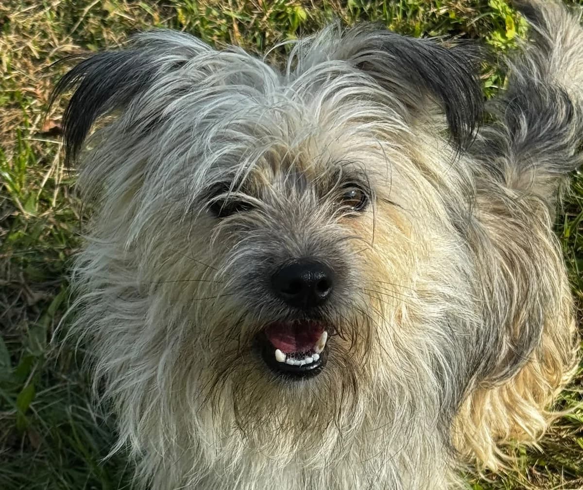 KOKOS, male 3yo Mixed Breed for adoption at Schronisko Świdnica