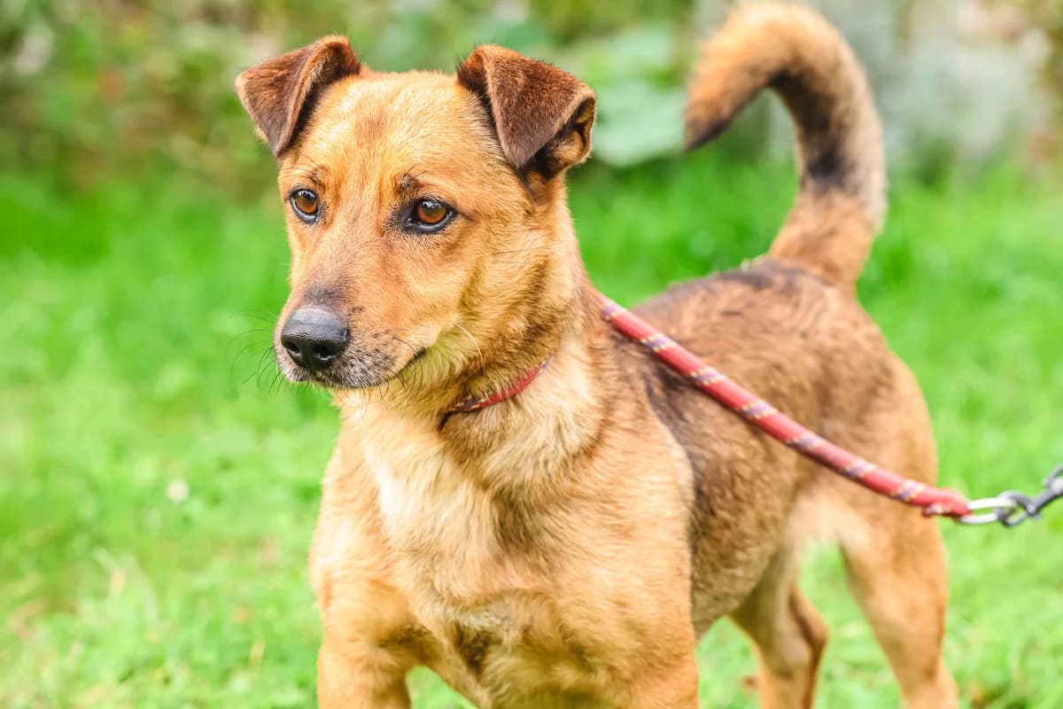 KOSTEK, male 4yo Mixed Breed for adoption at Schronisko Świdnica