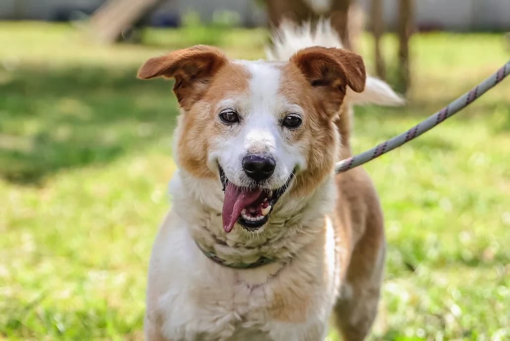 LIPTON, male 4yo Mixed Breed for adoption at Schronisko Świdnica