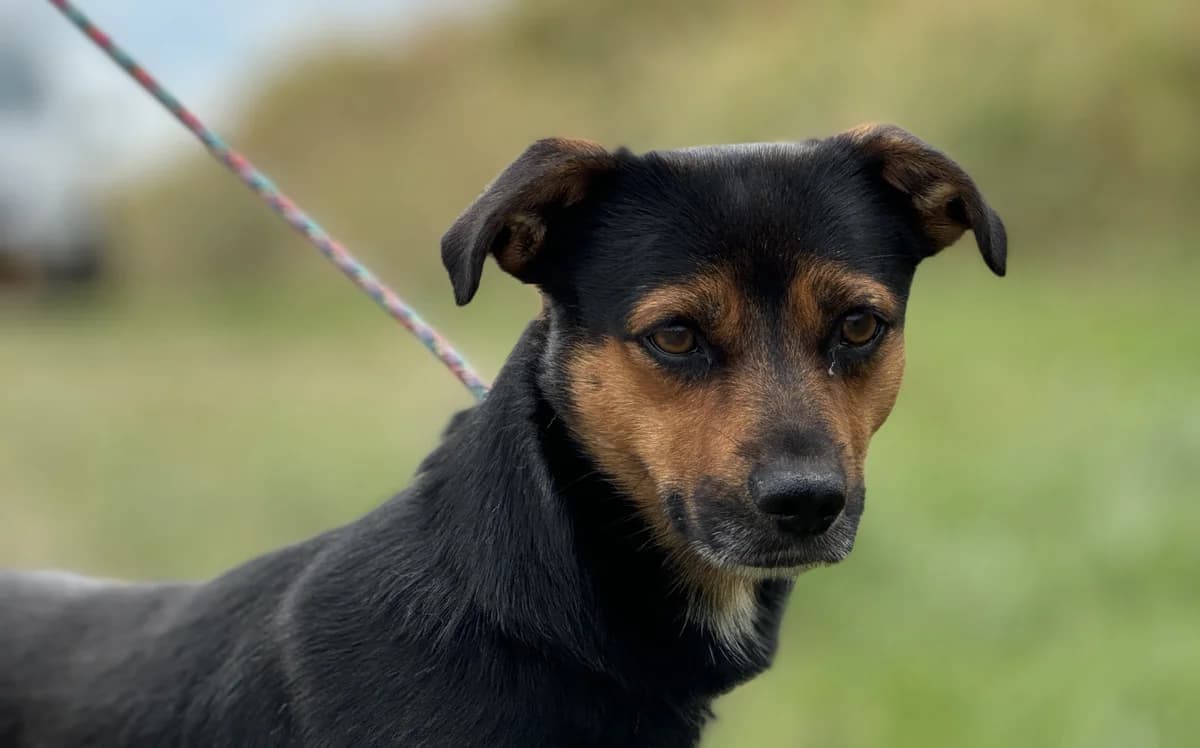 LOKO, male 4yo Mixed Breed for adoption at Schronisko Świdnica
