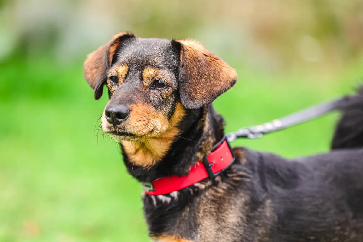 MAJKA, 6yo Mixed Breed for adoption at Schronisko Świdnica