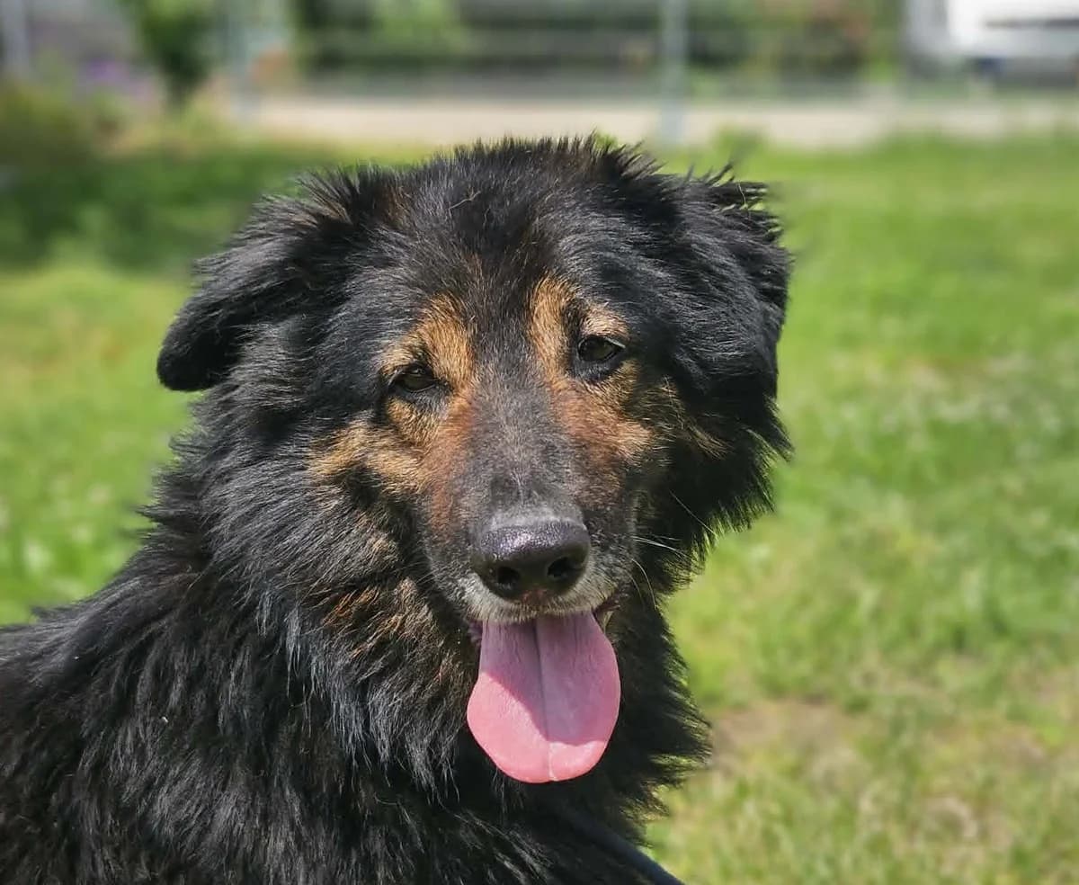 MALIBU, male 6yo Mixed Breed for adoption at Schronisko Świdnica