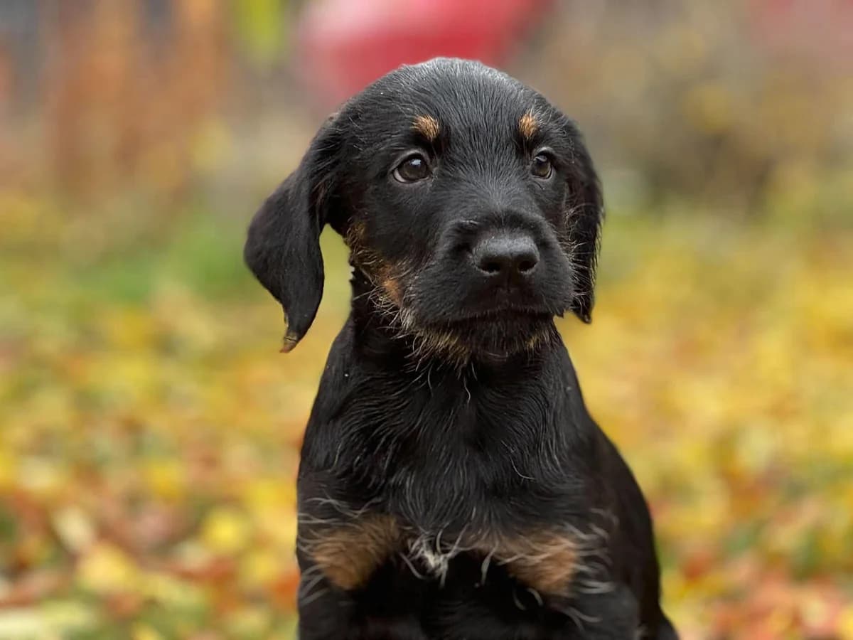 MIKO DT, male puppy Mixed Breed for adoption at Schronisko Świdnica