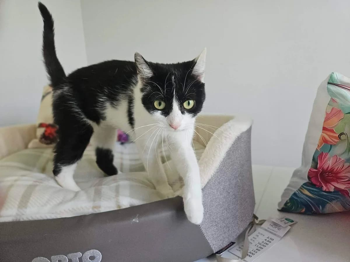 MILA, 5yo Mixed Breed for adoption at Schronisko Świdnica