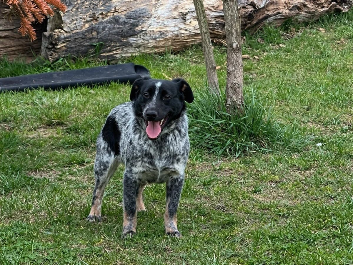 NIKA, young Mixed Breed for adoption at Schronisko Świdnica