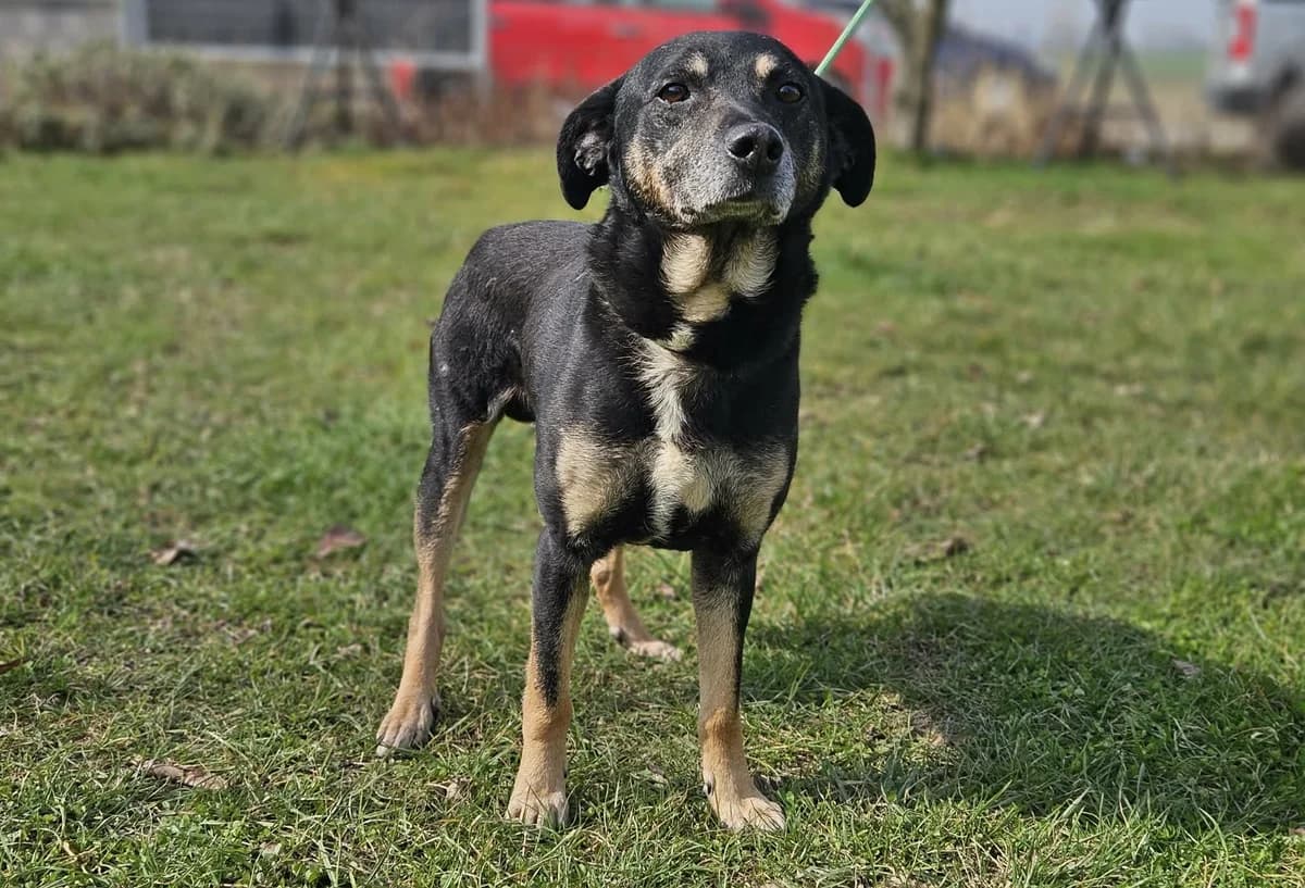ORION, male senior Mixed Breed for adoption at Schronisko Świdnica