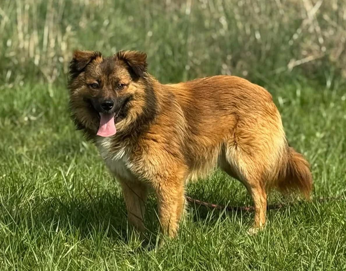 ROJO, male 4yo Mixed Breed for adoption at Schronisko Świdnica
