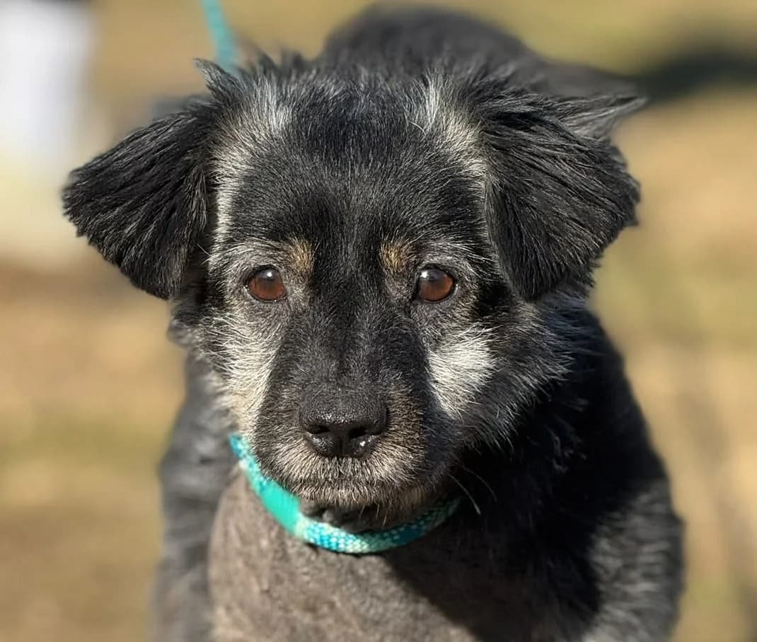 RYSIU, male 6yo Mixed Breed for adoption at Schronisko Świdnica