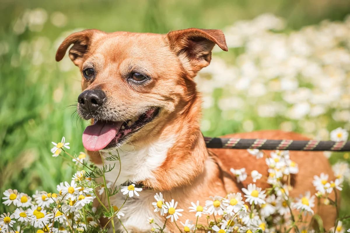 SHAGGY, male 6yo Mixed Breed for adoption at Schronisko Świdnica