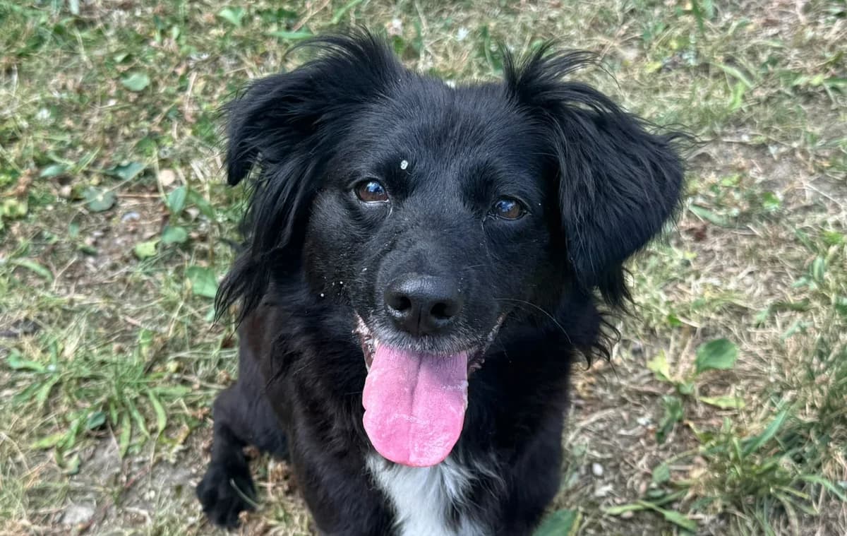 SILKA, 5yo Mixed Breed for adoption at Schronisko Świdnica