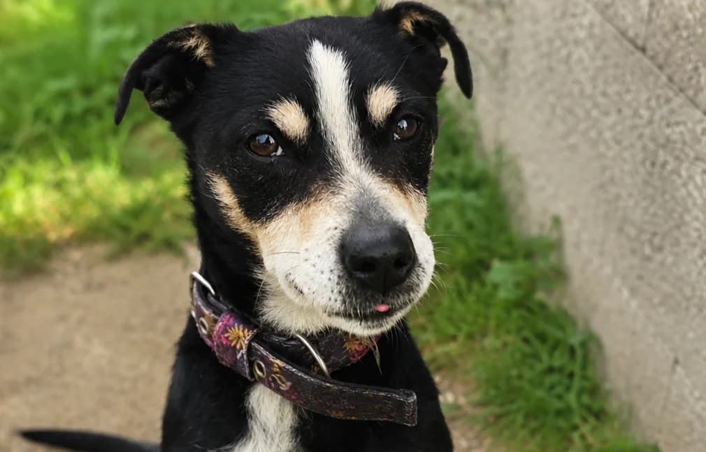 SPRINTER, male senior Mixed Breed for adoption at Schronisko Świdnica