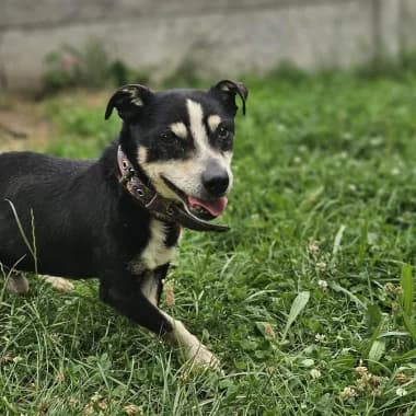 SPRINTER, male senior Mixed Breed for adoption at Schronisko Świdnica