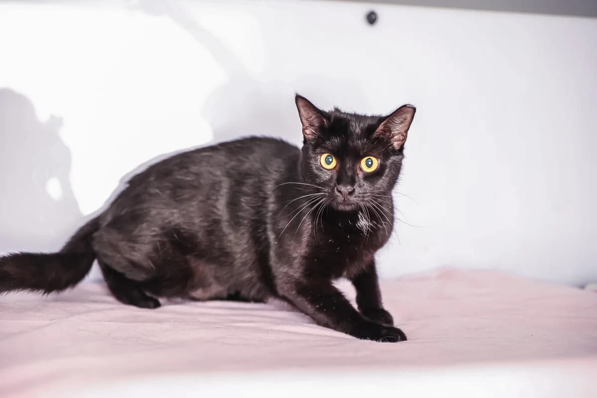 SZILA, 3yo Mixed Breed for adoption at Schronisko Świdnica