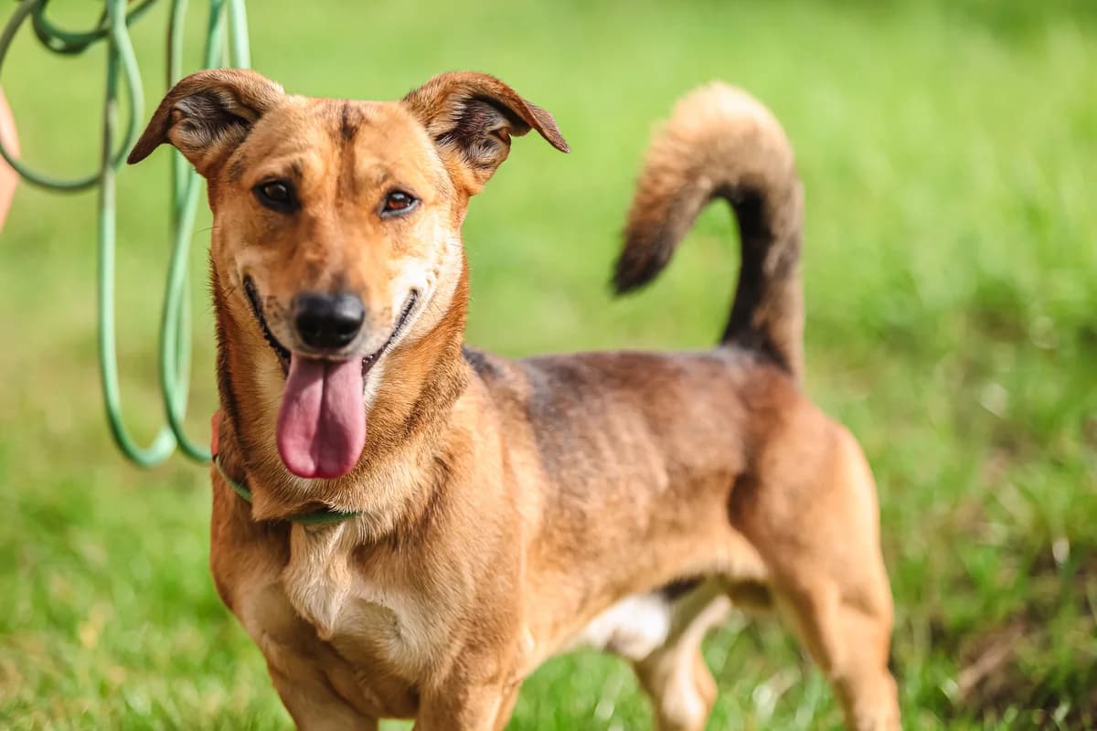 TAJSON, male 3yo Mixed Breed for adoption at Schronisko Świdnica
