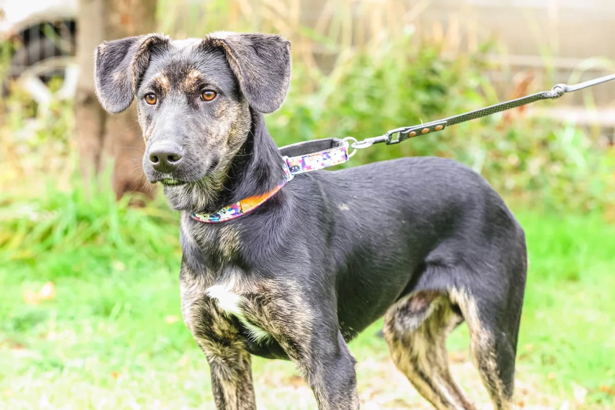 TORRINO, male puppy Mixed Breed for adoption at Schronisko Świdnica