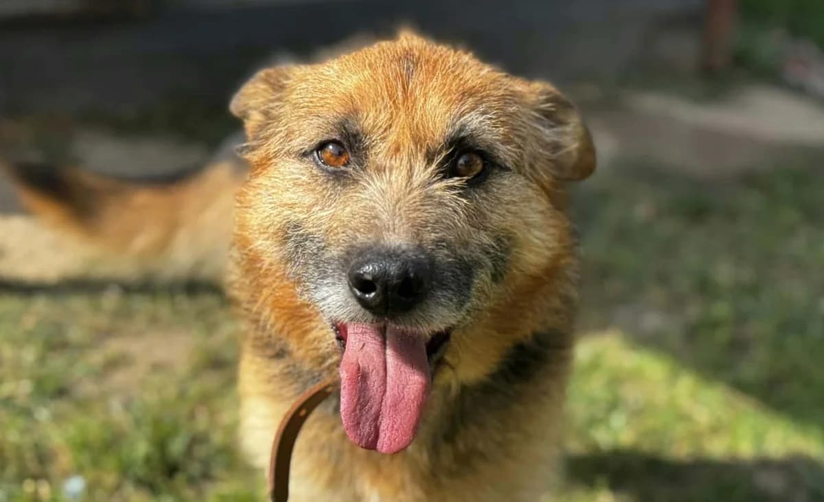 WAFEL, male 7yo Mixed Breed for adoption at Schronisko Świdnica