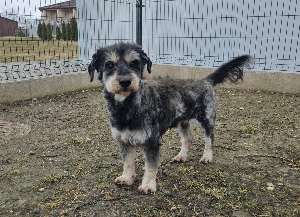 ZAK, senior Mixed Breed for adoption at Schronisko Świdnica