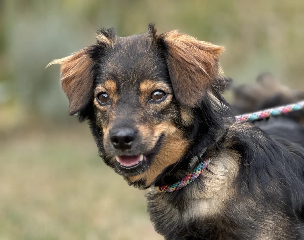 ZIAJKA, 4yo Mixed Breed for adoption at Schronisko Świdnica