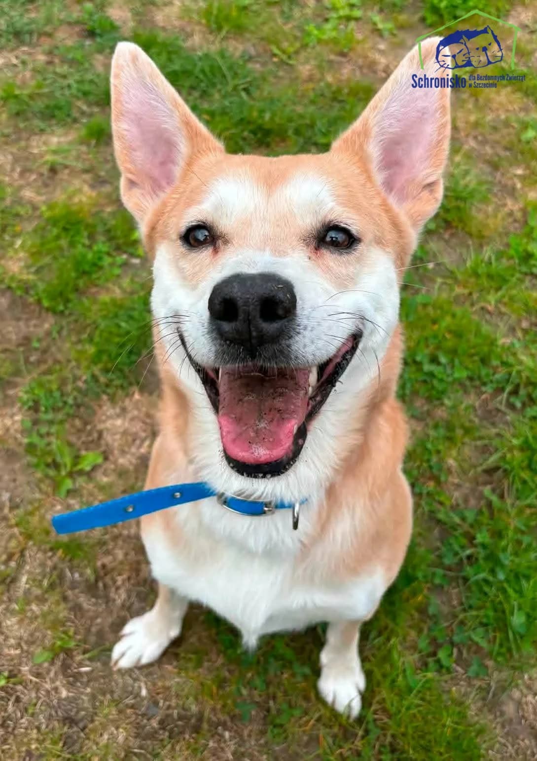 Sonic, Mixed Breed for adoption at Schronisko Szczecin, Szczecin
