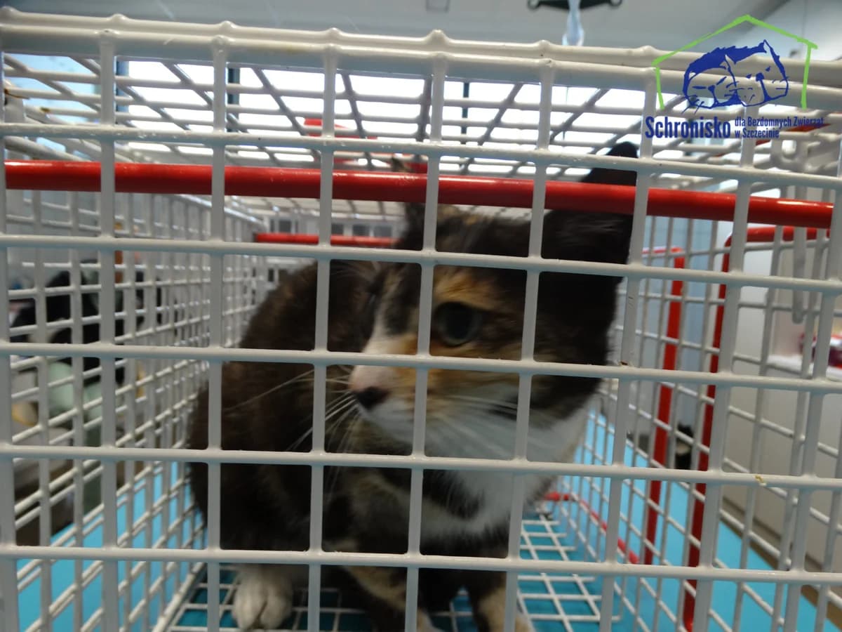 117K/25, Mixed Breed for adoption at Schronisko Szczecin, Szczecin