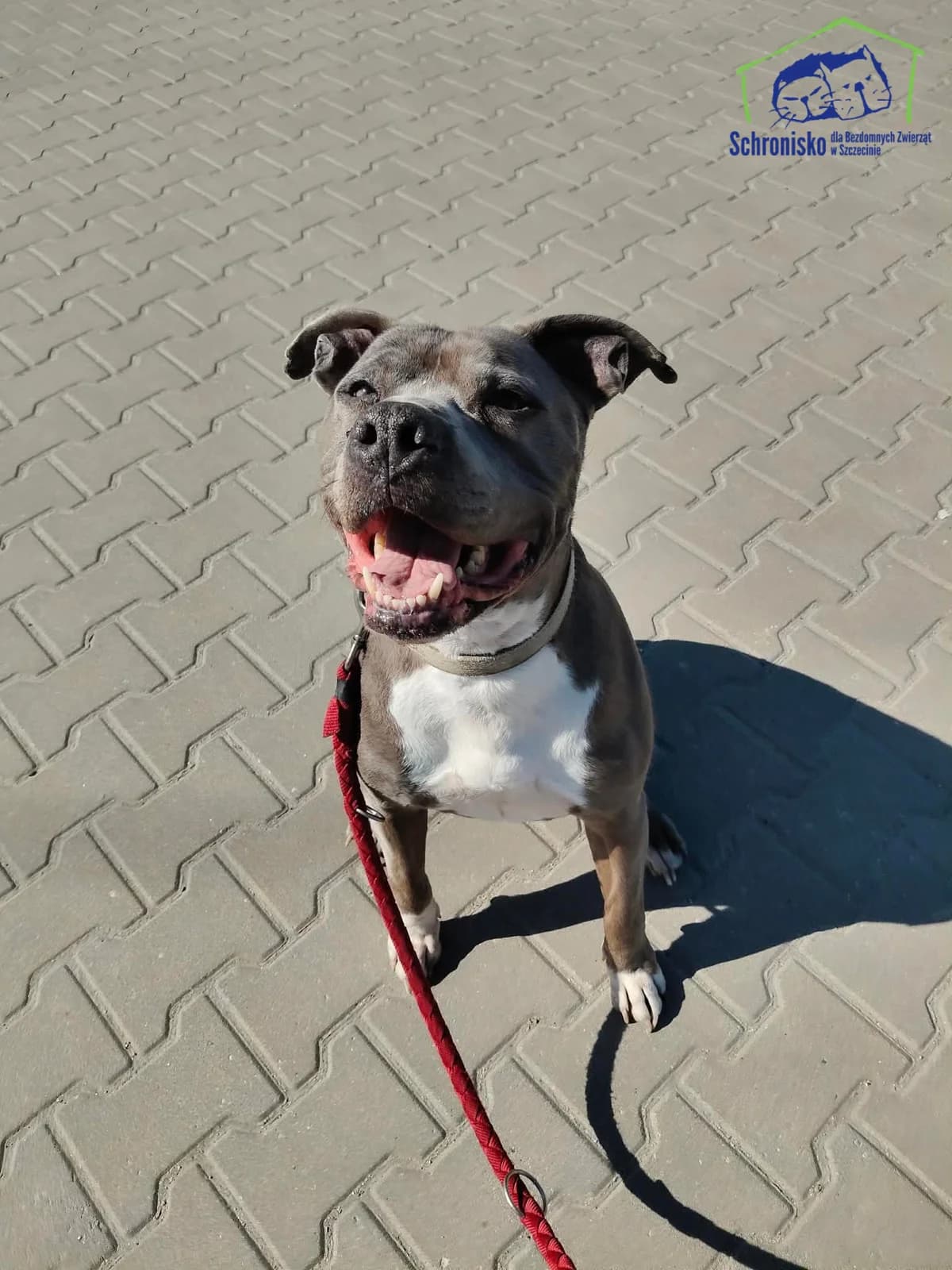 Junior, Mixed Breed for adoption at Schronisko Szczecin, Szczecin
