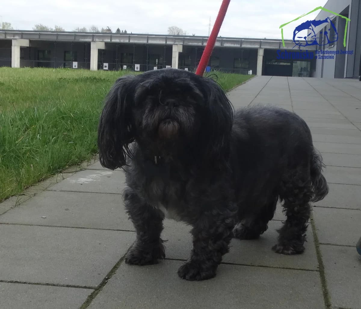 130/24, Mixed Breed for adoption at Schronisko Szczecin, Szczecin