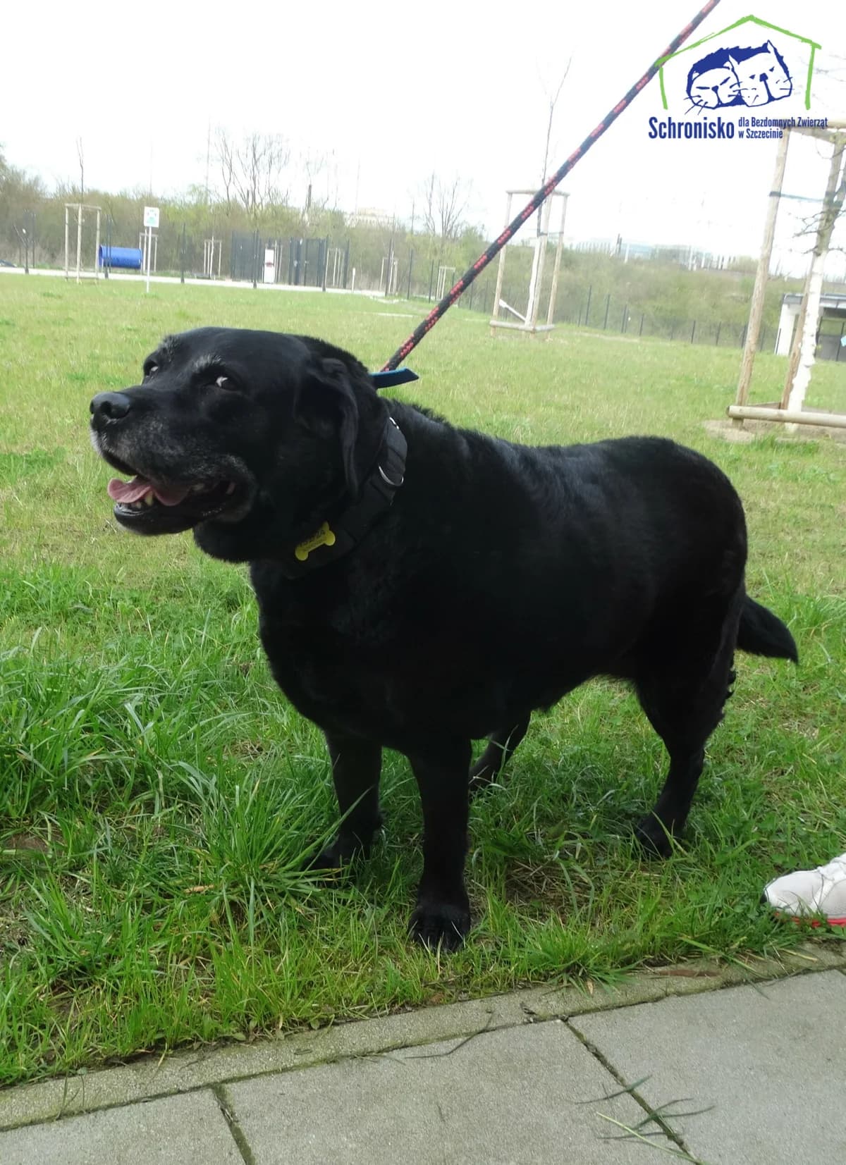 132/24, Mixed Breed for adoption at Schronisko Szczecin, Szczecin