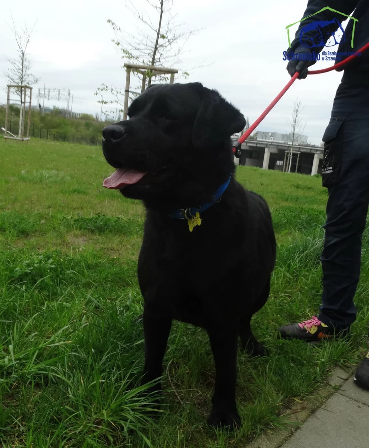 135/24, Mixed Breed for adoption at Schronisko Szczecin, Szczecin