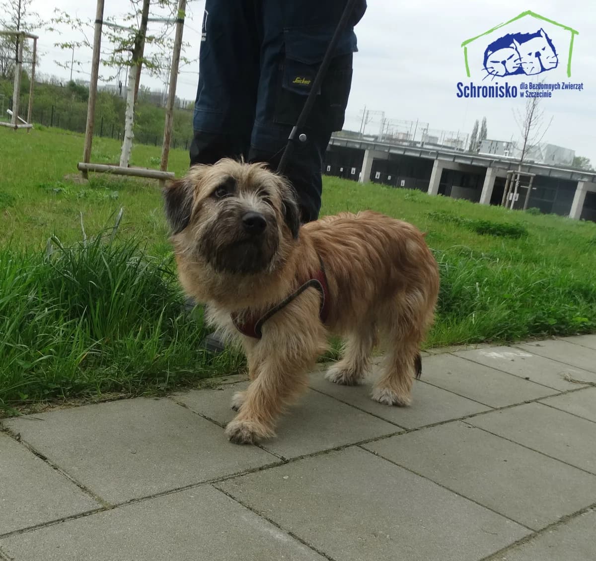 137/24, Mixed Breed for adoption at Schronisko Szczecin, Szczecin