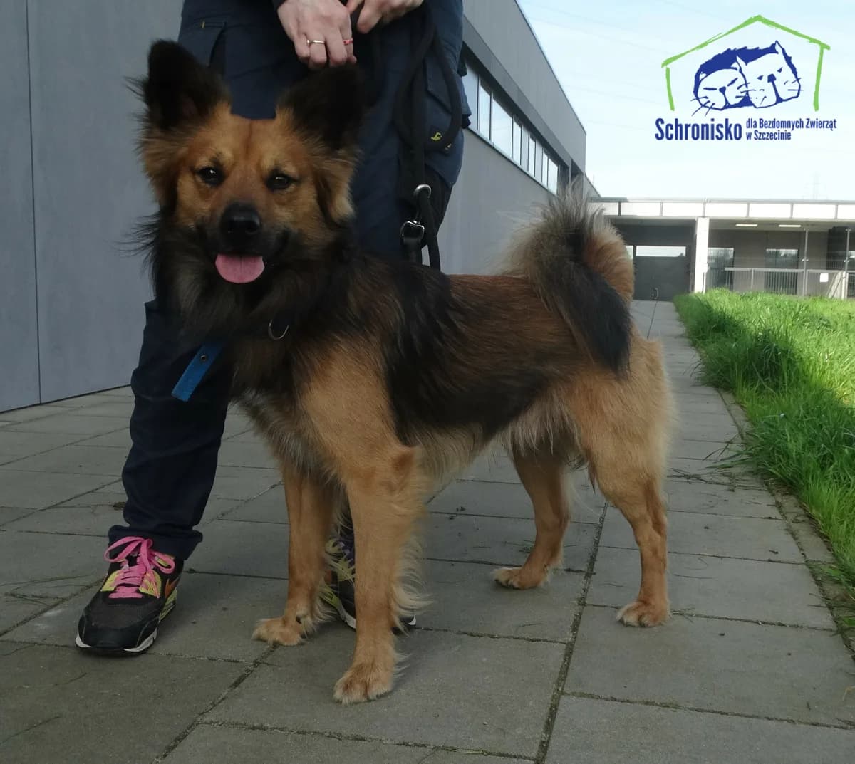 139/24, Mixed Breed for adoption at Schronisko Szczecin, Szczecin