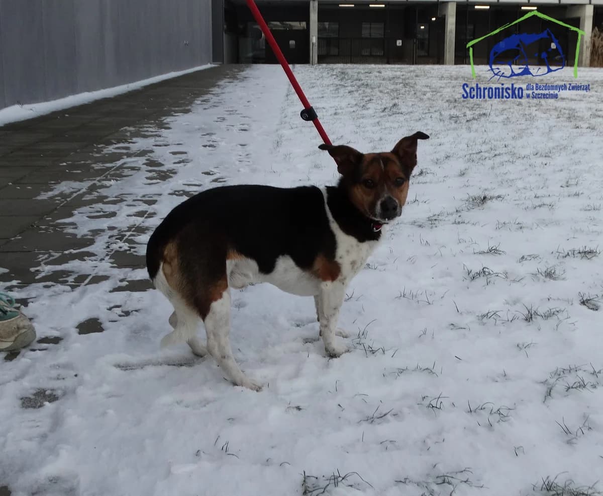 14/26, Mixed Breed for adoption at Schronisko Szczecin, Szczecin