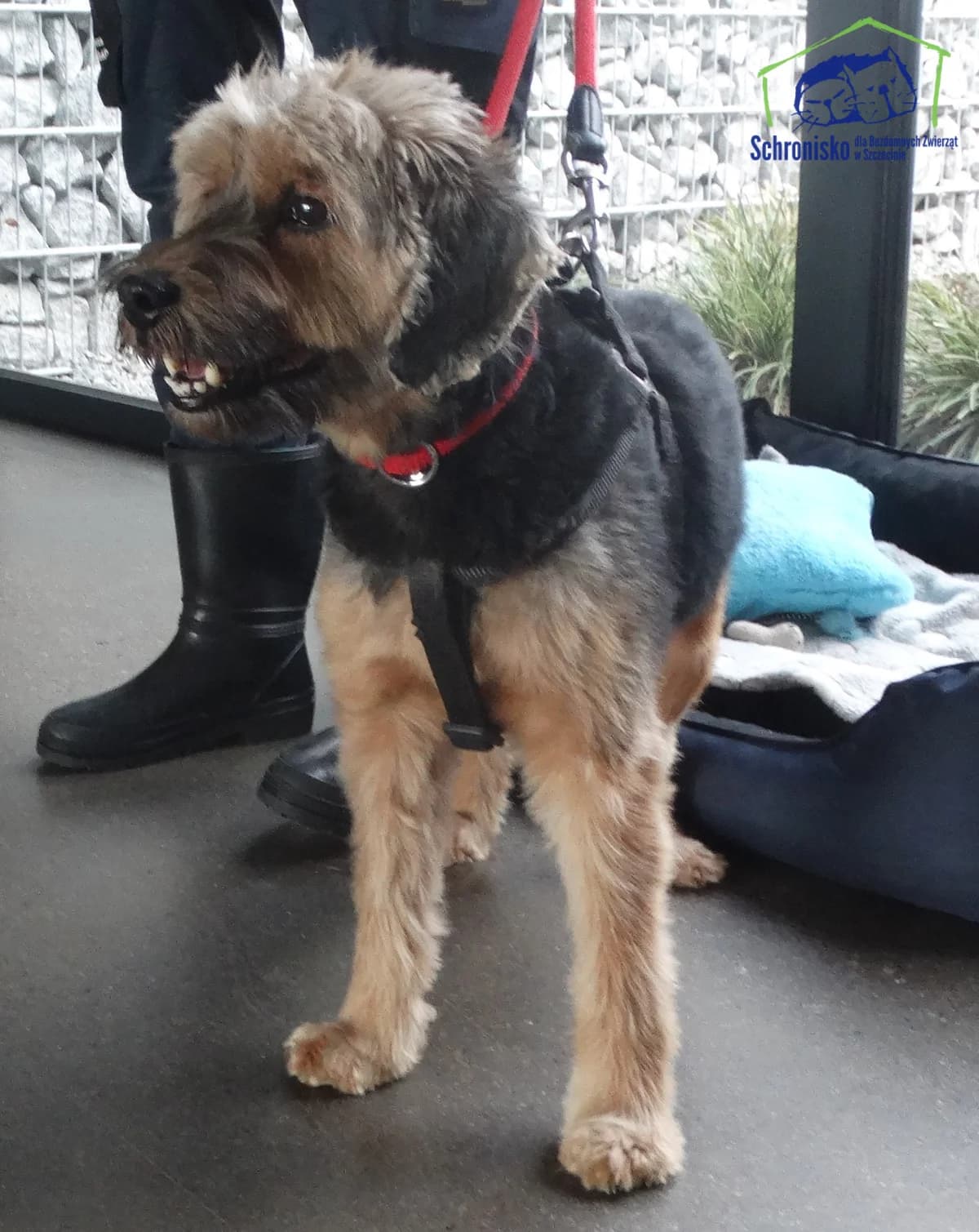 141/24, Mixed Breed for adoption at Schronisko Szczecin, Szczecin