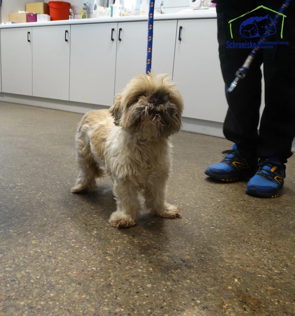 143/24, Mixed Breed for adoption at Schronisko Szczecin, Szczecin