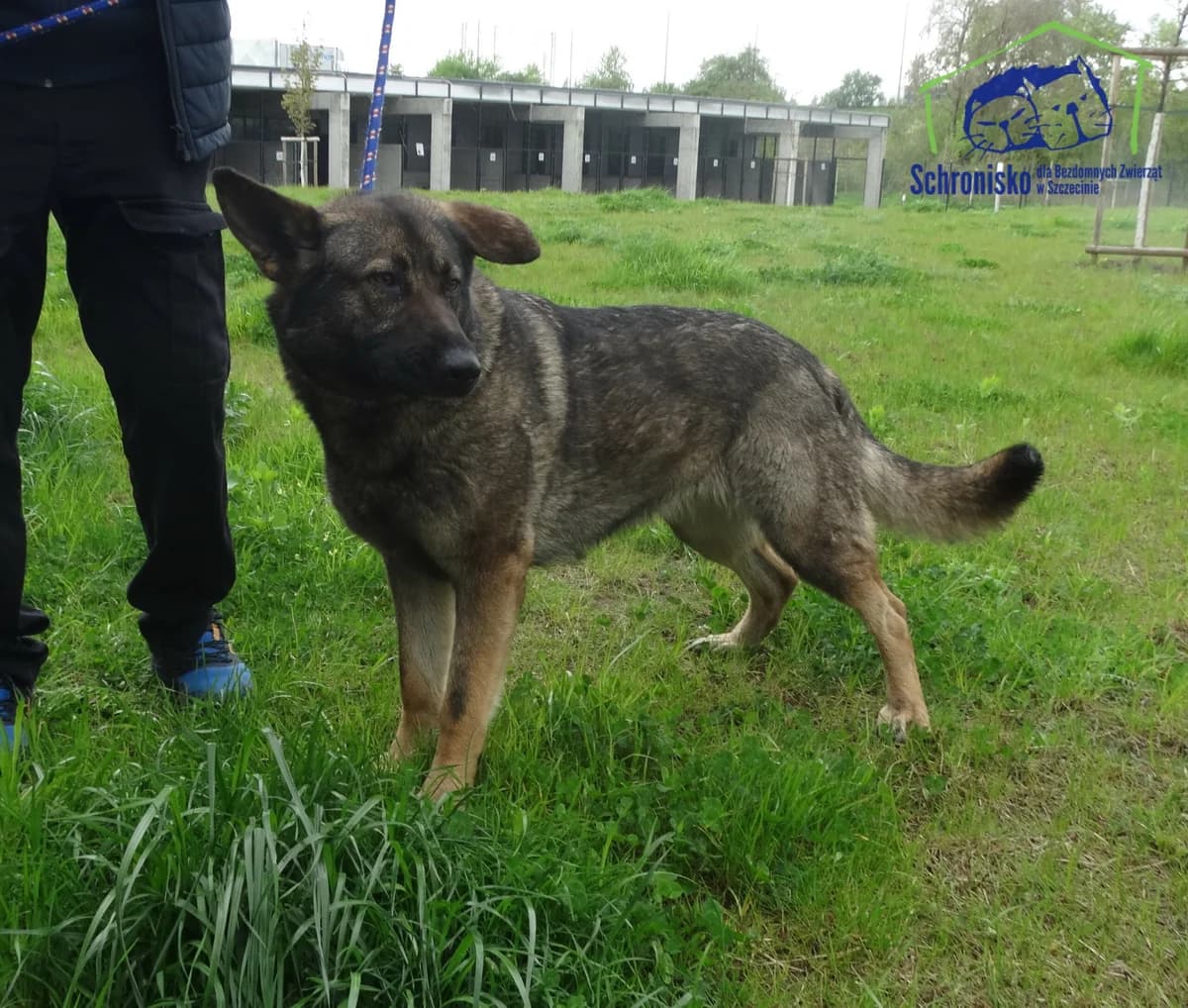 Aza, Mixed Breed for adoption at Schronisko Szczecin, Szczecin