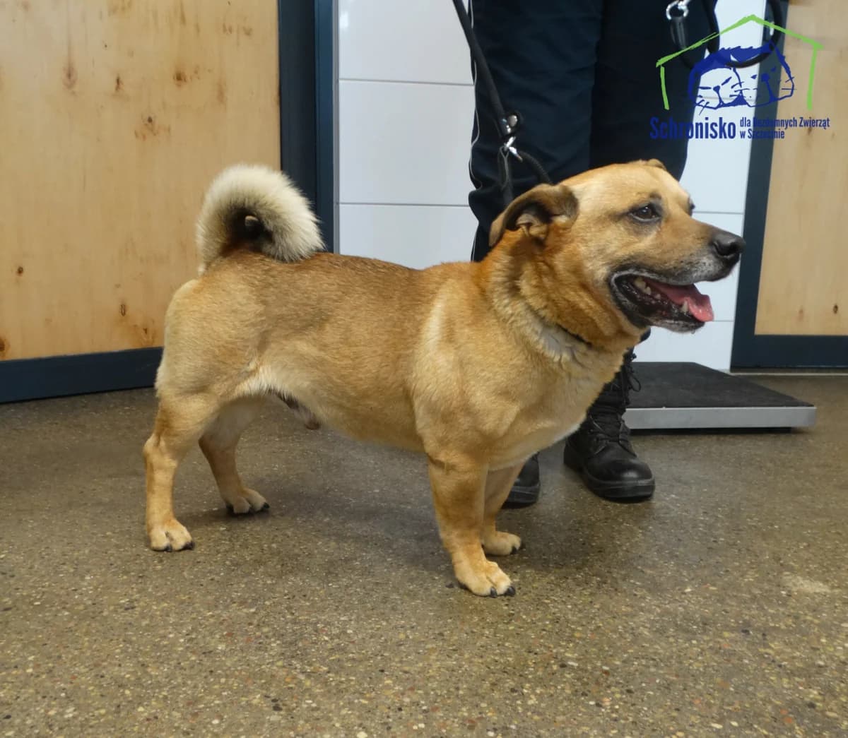 Paco, Mixed Breed for adoption at Schronisko Szczecin, Szczecin