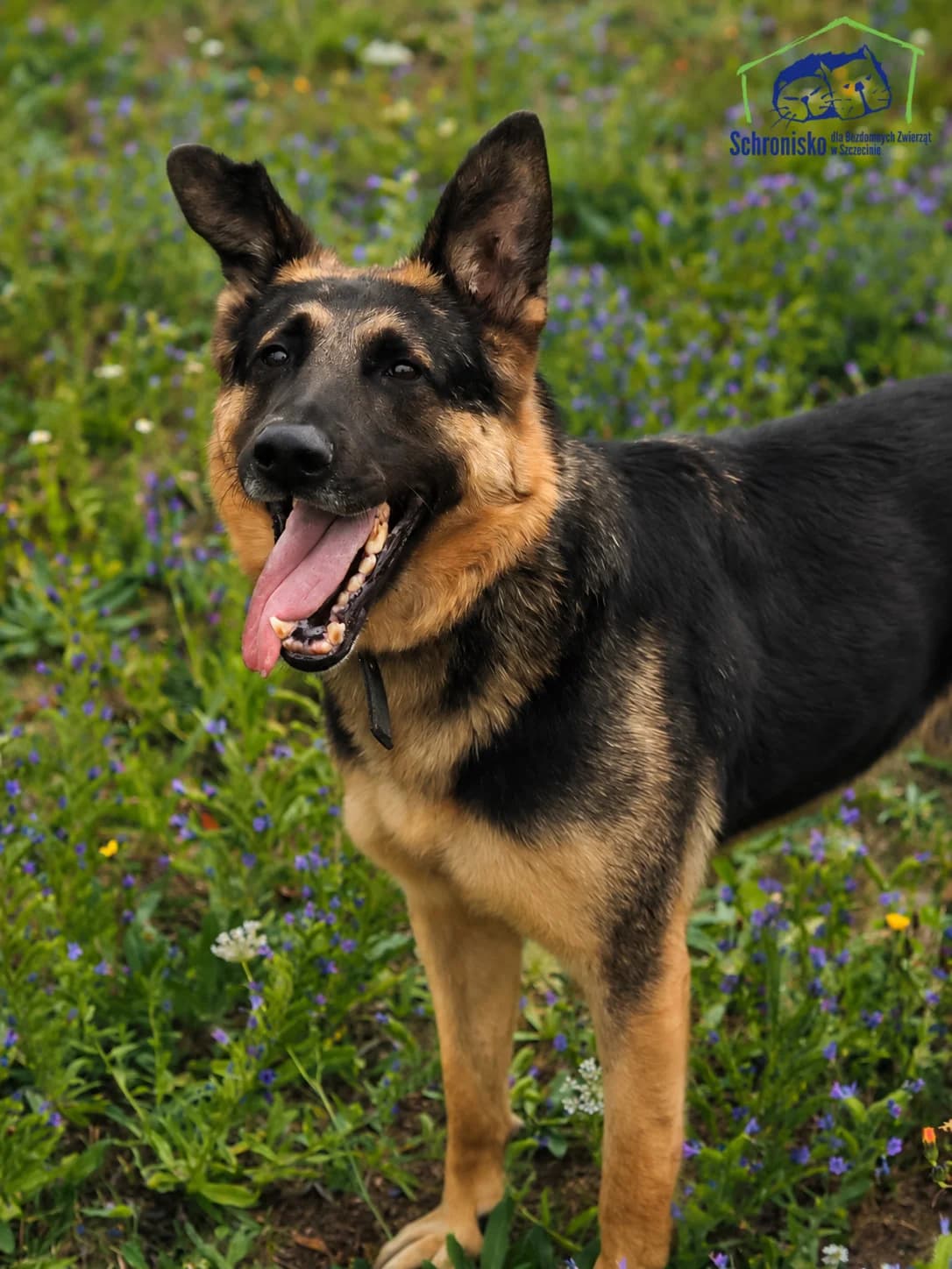Norbi, Mixed Breed for adoption at Schronisko Szczecin, Szczecin