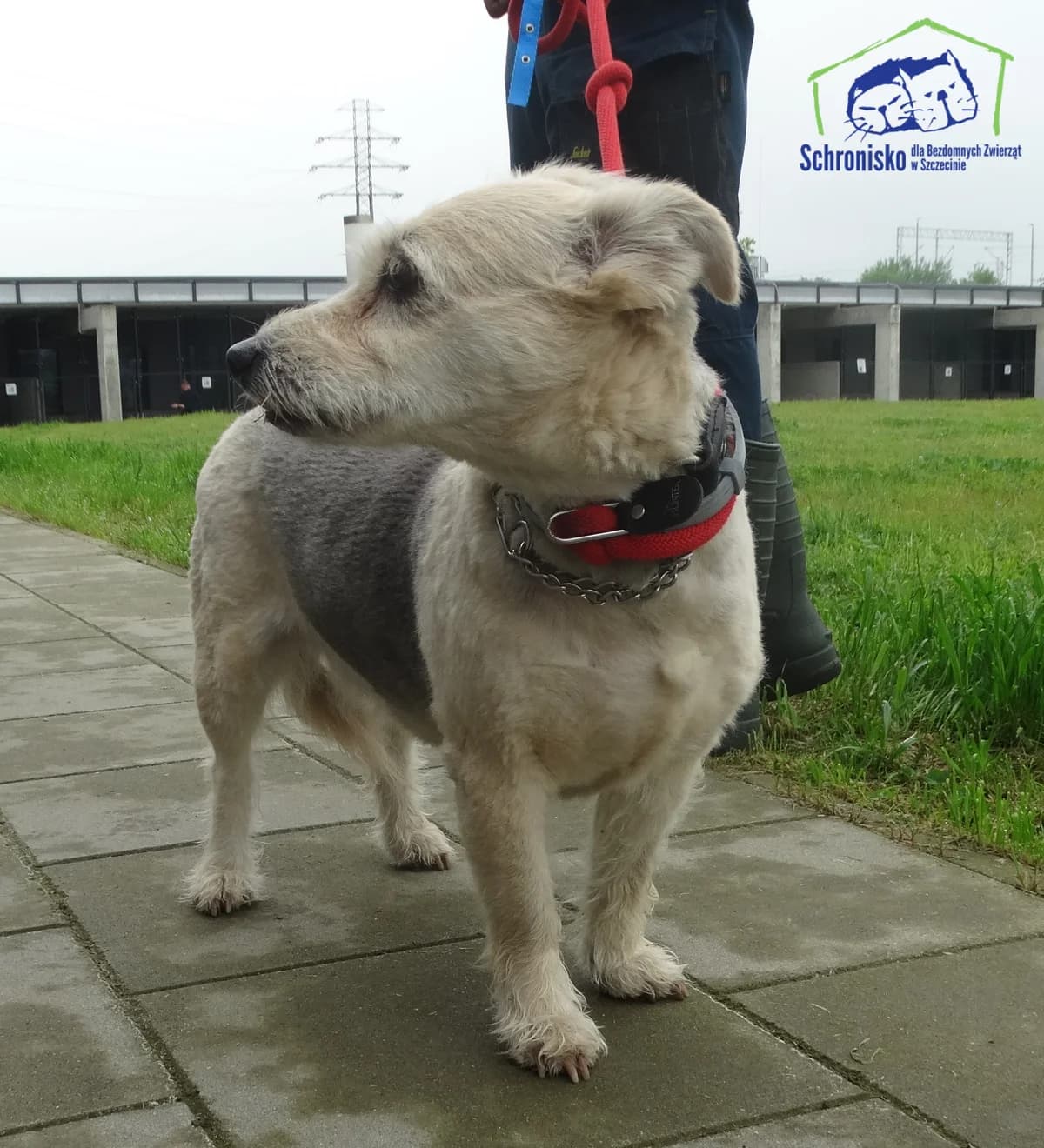 169/24, Mixed Breed for adoption at Schronisko Szczecin, Szczecin