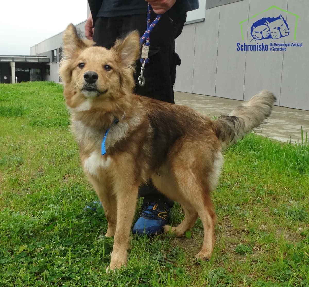 171/24, Mixed Breed for adoption at Schronisko Szczecin, Szczecin